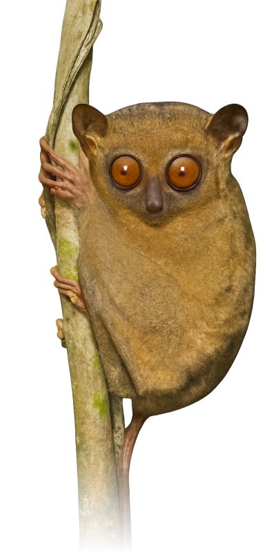 Imagenwoowprincipal (3)